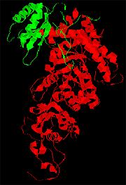 7 RuBisCo - a proteína mais importante da Terra A primeira atividade referida atribui à RuBisCo o papel principal no processo da fotossíntese, daí resultando a sua grande importância, por outro lado