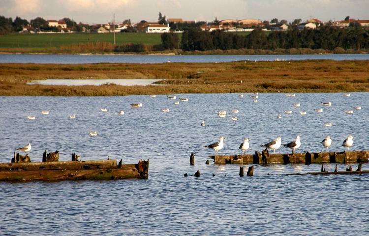 drenagem e uma ribeira (ricos em vegetação ripícola) que conferem a todo este sistema uma importância excepcional.