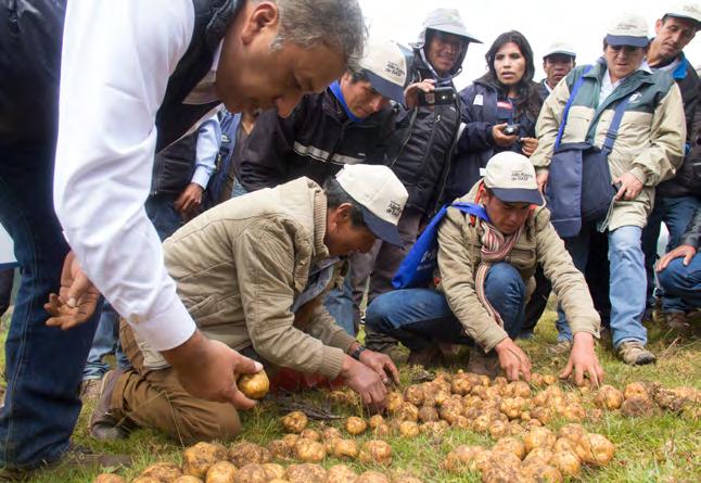 BASF América do Sul Relatório 2017 Sustentabilidade 49 Projeto Allin Kawsay, realizado no Peru, apóia produtores de batatas Allin Kawsay: realizado no Peru, por meio de parcerias com diferentes