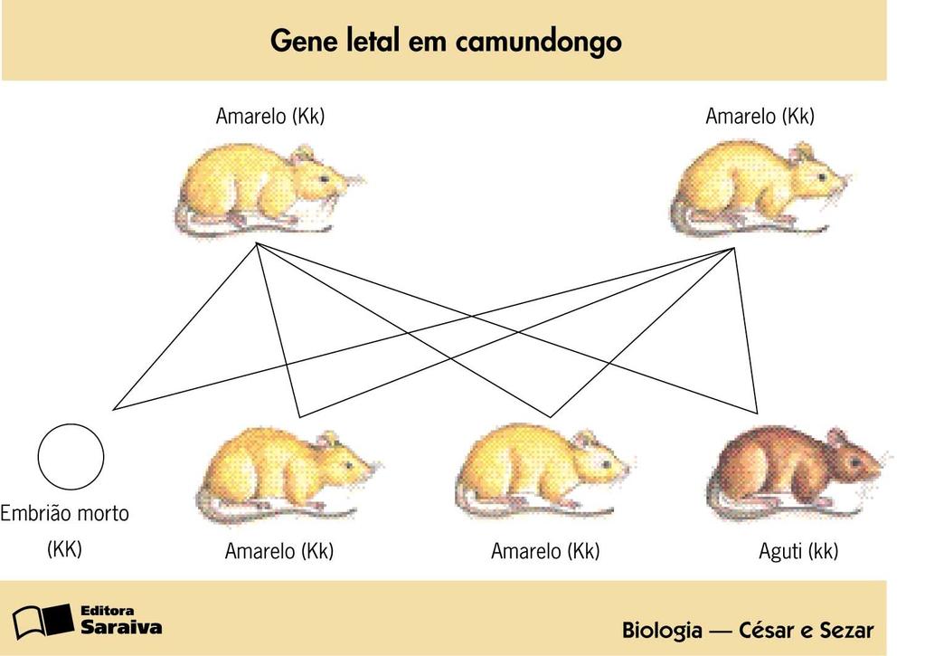Genes Letais AA: morte fase prénatal ou pós-natal. Amarelo: heterozigotos.