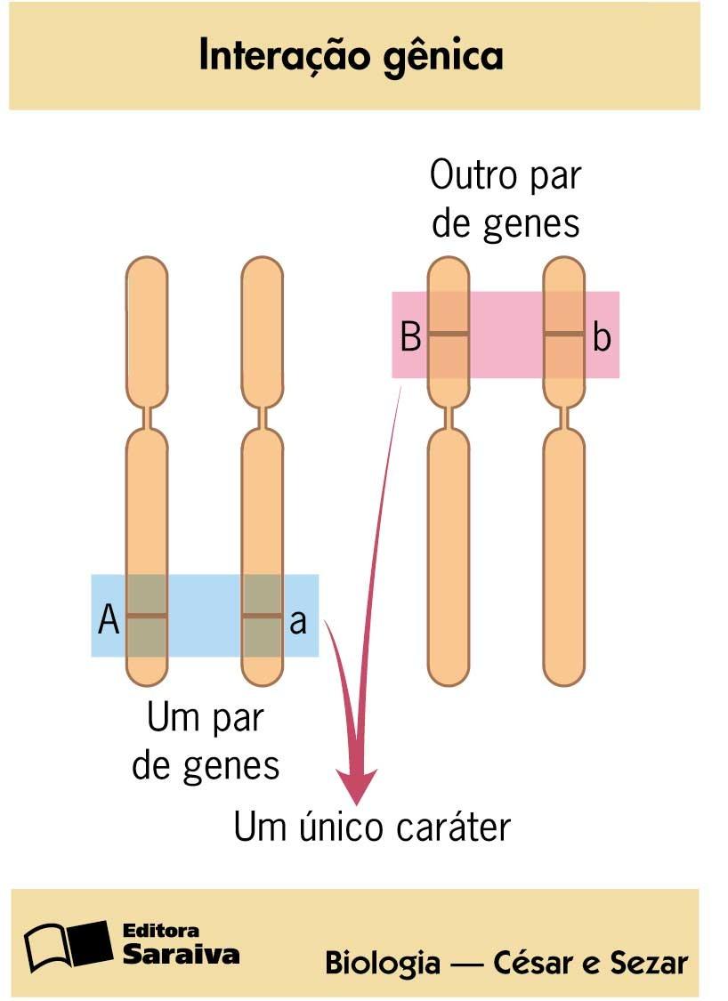 A Interação Gênica Expressão fenotípica é condicionada pela ação