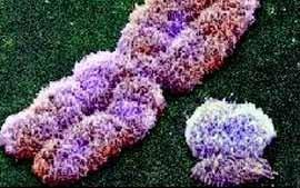 A teoria Cromossômica da Herança Genes nos cromossomos. Herança ligada ao sexo.