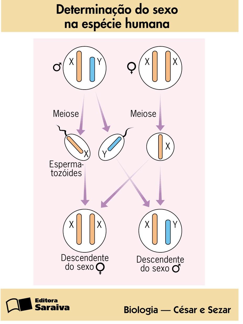 Determinação do Sexo por Cromossomos Sexuais Tipo XY Ex: homem, mamíferos e insetos dípteros.