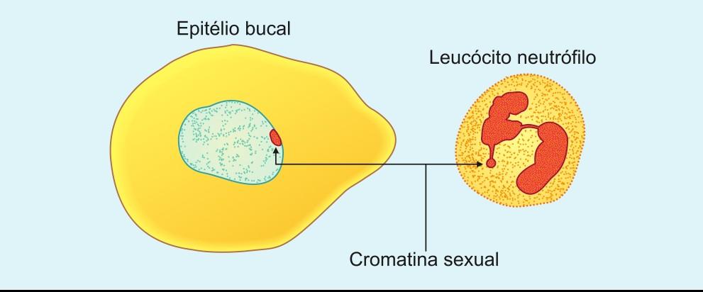 Determinação Sexual pela Cromatina Sexual Corpúsculo de Barr cromossomo X do sexo feminino. Igual número de cromossomos X menos 1.