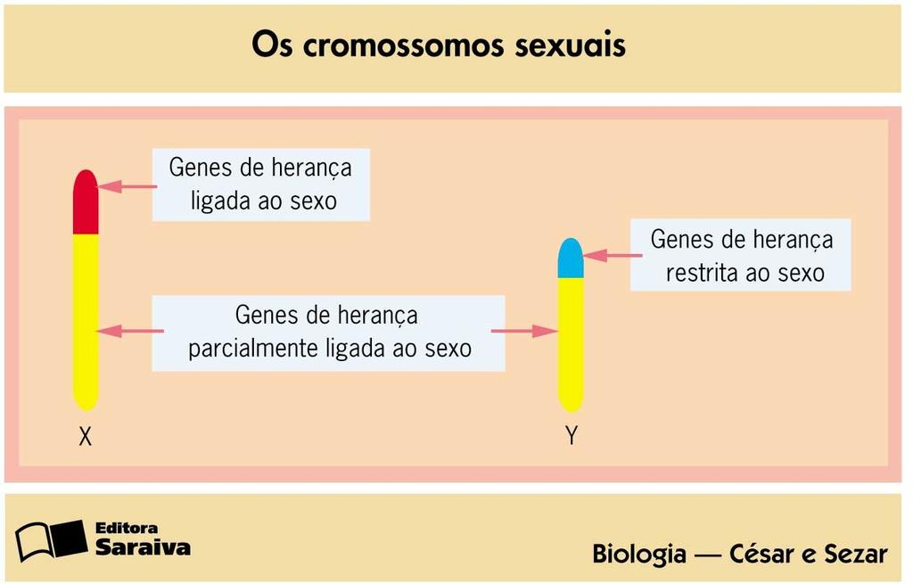 Os Genes dos Cromossomos Sexuais XeY - Segmento