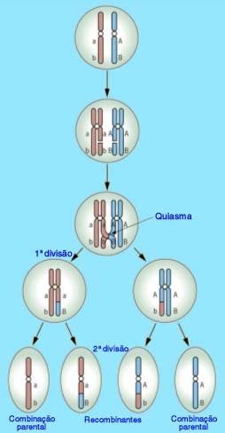 Ligação Fatorial (linkage) Dois ou mais genes estão localizados no