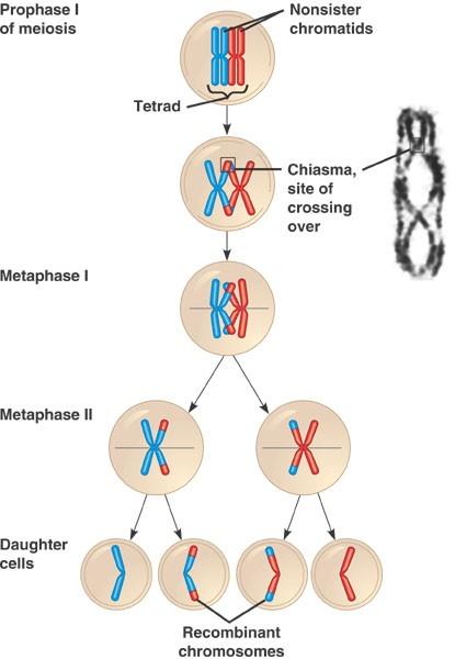 Crossing-Over Troca de segmentos entre duas cromátides homólogas.