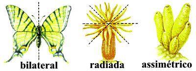 e endoderme); Esses animais apresentam ainda simetria radiada ou radial (seu corpo pode ser em