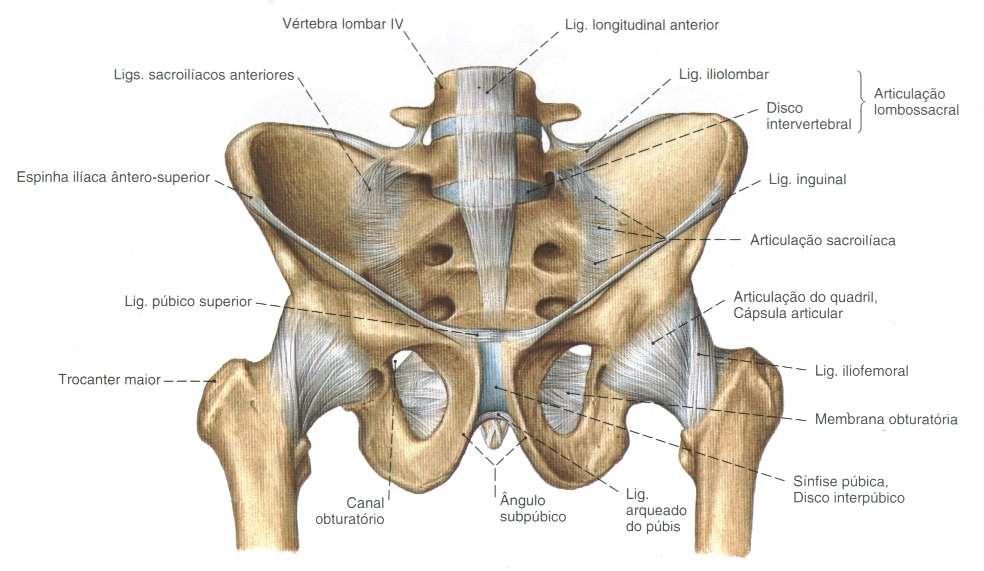 Anatomia