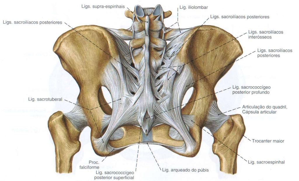 Anatomia