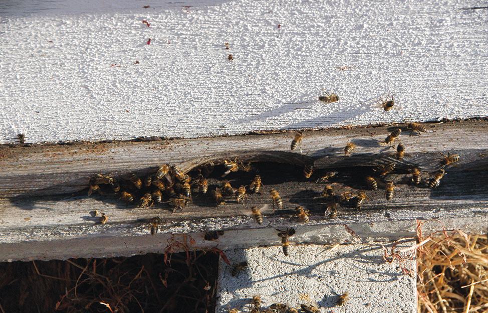 A Alimentação das Abelhas Na próxima tabela apresentamos como a preparação da colmeia pode ser crucial para ter um maior número de abelhas no momento da floração, estando aptas para recolectar e