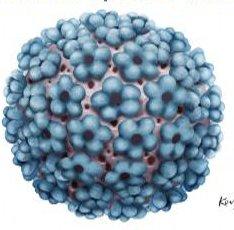 O P a p i l o m a v í r u s H u m a n o H P V HPV é causa de 4,5% de todos os cancros HPV é um vírus muito frequente Fácil transmissão, constituindo a infecção sexualmente transmissível mais