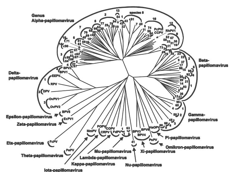 O PAPILOMAVÍRUS HUMANO HPV Família Papilomaviridæ 16 géneros (α tumores das mucosas; β tumores cutâneos) Human papillomaviruses IARC