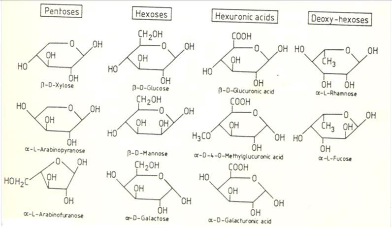Principais monosacararídeos derivados da hidrólise de