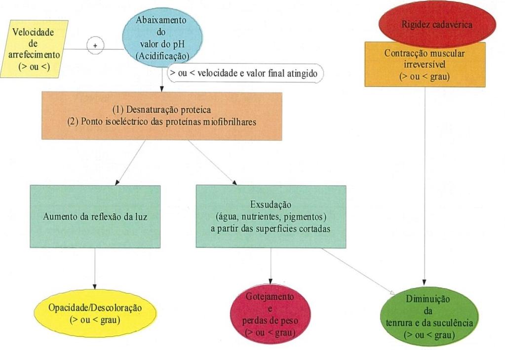 4 Consequências da maturação sobre a qualidade organoléptica da carne Os factores que influenciam a qualidade visual e gustativa da carne foram divididos em duas categorias: os ante mortem, ou