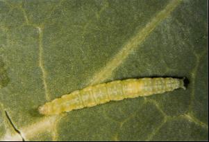 Após a eclosão, as larvas migram para o interior das folhas, entre as epidermes e variam de tamanho ao longo dos quatro ínstares, medindo até 12 mm (Figura 3).