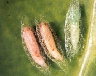 Figura 4: Pupa de Plutella xylostella (aumento 8x) Os danos causados pela traça-das-crucíferas ocorrem durante a fase larval do inseto.