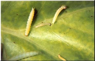 thuringiensis As larvas utilizadas como testemunha tiveram, durante os bioensaios, um bom desenvolvimento, com mortalidade abaixo do limite permitido, ou seja,