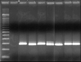 4.5 Caracterização molecular por meio da PCR A análise molecular com utilização dos primers cry1 geral gerou produtos de PCR com fragmento de tamanho esperado para todas as estirpes com exceção da