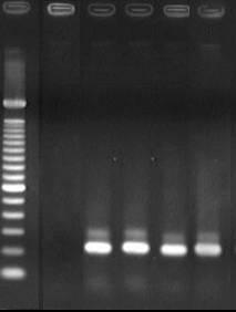 Pb 600 300 200 100 1 2 3 4 5 6 Figura 23. Produtos de PCR obtidos com primers específicos para genes tipo cry1ab, por meio dos primers CJ4/CJ5.