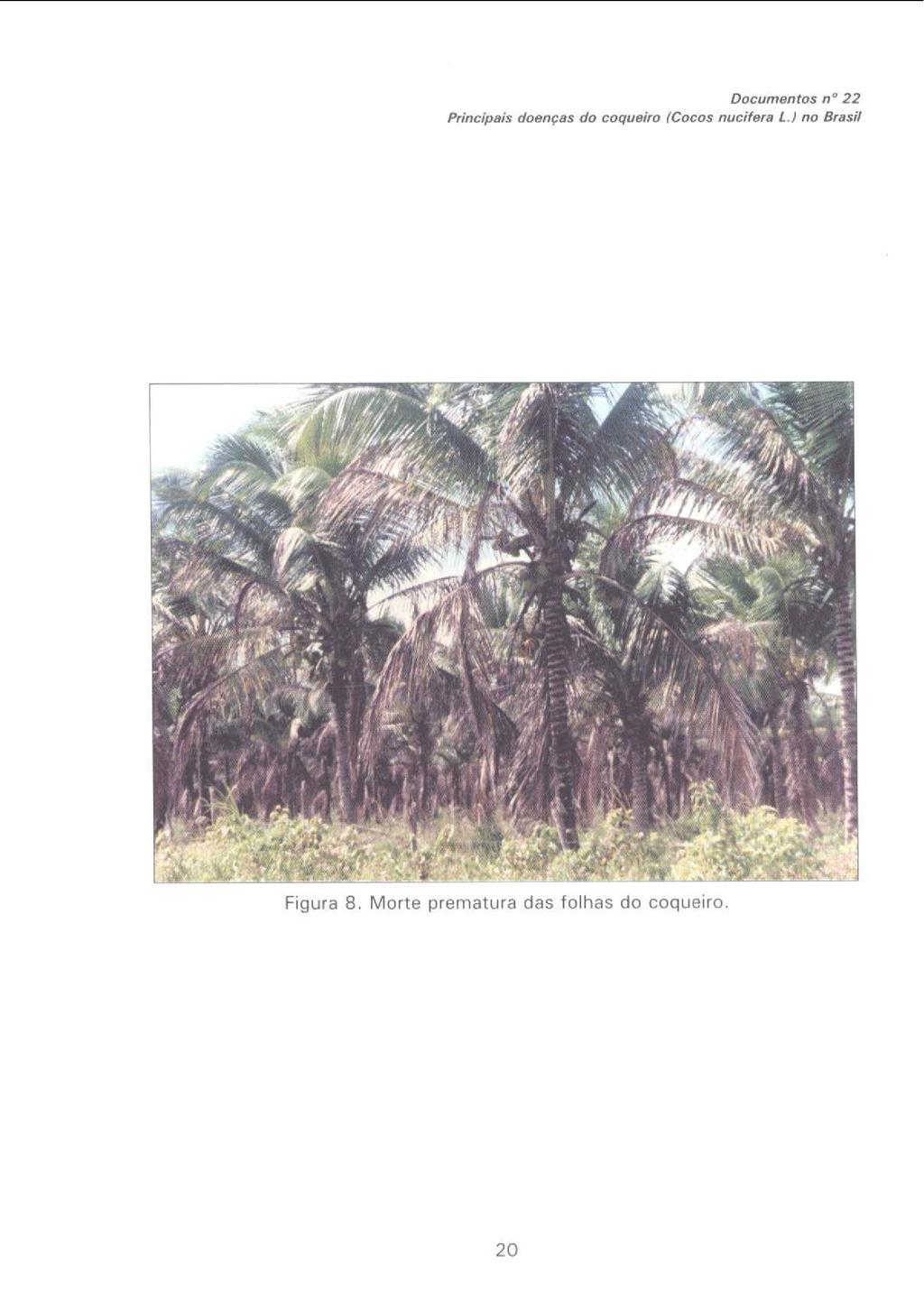 DOCumentos O 22 Princ;pis doenças do coqueiro (Cocos nucifera