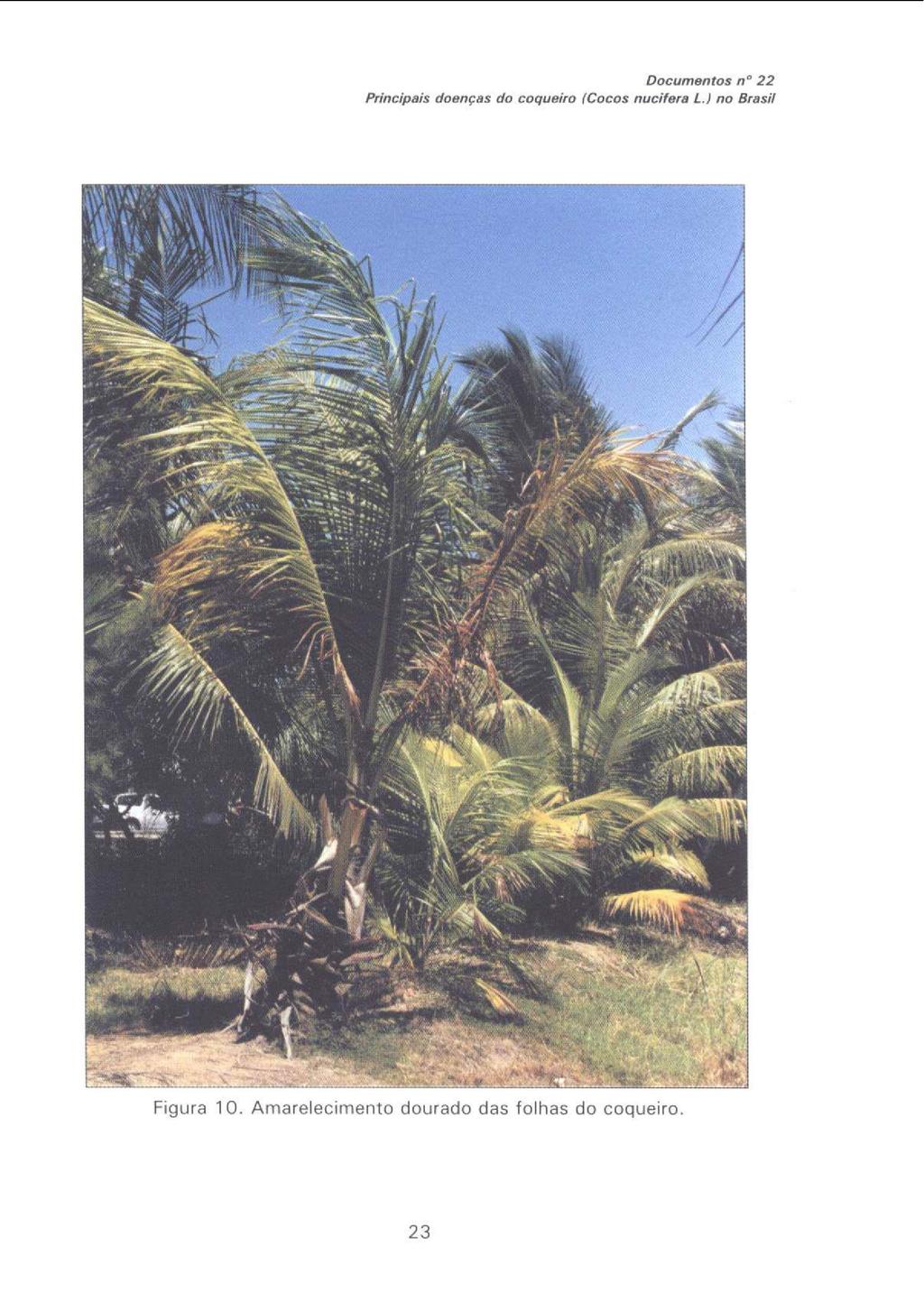 Documeíros ri 22 Priiicipais doenças do coquefro (Cocos,,ucde,a L.