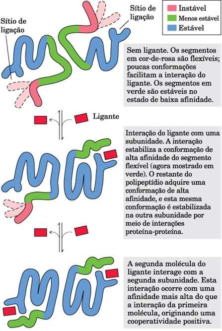 COOPERATIVIDADE Ligantes = moduladores Modulador = inibidor ou ativador Modulador e ligante são