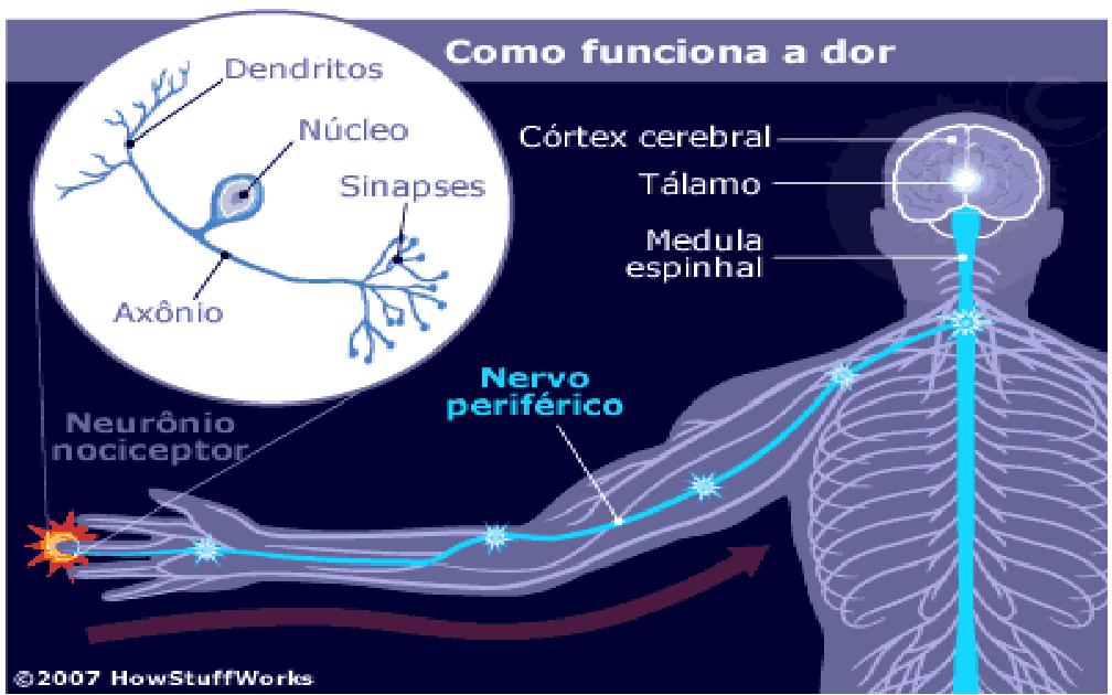 Fisiologia da Dor Transdução