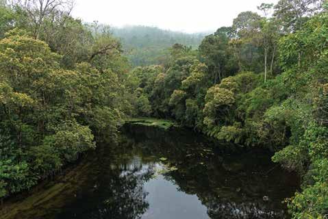 O PARQUE DAS NEBLINAS H á mais de uma década, o Parque desenvolve ações que reforçam sua vocação para a conservação da biodiversidade e a promoção do desenvolvimento sustentável, além de contribuir