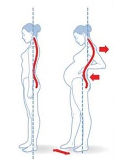 Alterações do sistema músculo-esquelético O útero (órgão pélvico) com 12 semanas torna-se um órgão abdominal; Aumento da lordose lombar; Aumento da base (apoio entre pés); Rotação da pelve sobre o