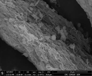 Micrografias de varredura das sílicas sintetizadas.