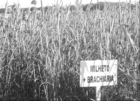 Lucas do Rio Verde MT, 2005 Com dificuldades na adoção do cultivo do Capim Pé-de-Galinha, devido a