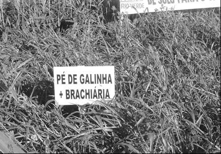 83 Figura 28 Capim Pé-de-Galinha consorciado com Guandu e Brachiaria visando a formação de cobertura de solo.
