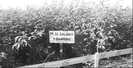 Porém, para alcançarmos este verdadeiro sistema a agricultura deve utilizar a Rotação de Culturas e a constante presença de Cobertura Vegetal.