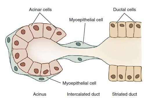 Glândula salivar Esôfago Curto e tubular Células musculares estriadas + mucosa +
