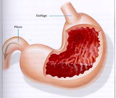 Estômago Estômago Seção proximal distende durante a refeição, armazenando alimento produz muco musculatura circular => mistura e