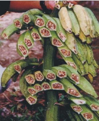 Em plantas adultas, as folhas mais velhas, de baixo, amarelecem; e as mais novas murcham.