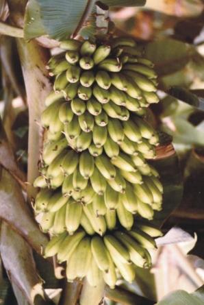 2 Tabela 1. Características fitotécnicas e aspectos de resistência a doenças e pragas, de cultivares de bananeiras.