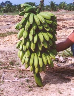 Caipira É uma planta rústica, com pseudocaule verdeamarelopálido, com manchas escuras próximas à roseta foliar. As folhas são eretas e estreitas, com as margens dos pecíolos avermelhadas.