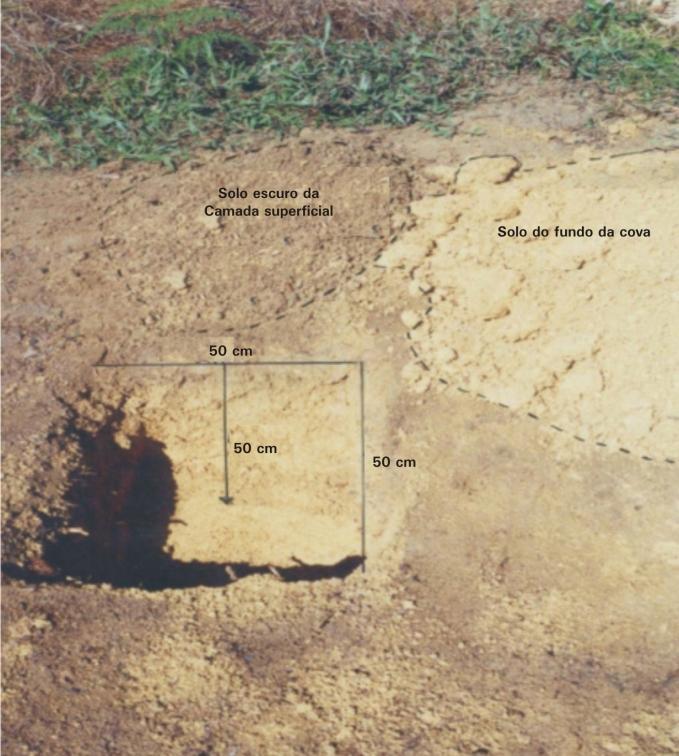 4 As disposições dos espaçamentos mais eficientes em plantios tecnificados são em triângulo equilátero (a = 2,7 m ou 3,40 m e h = 2,34 m ou 2,94 m) e fileira dupla 4 x 2 x 2 m, com 1.666 plantas/ha.