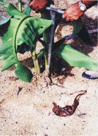 O escoramento pode ser realizado com o uso de varas. A vara deve ser presa no pseudocaule, próximo a roseta foliar (encontro das folhas).