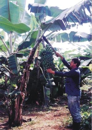 O período entre o plantio e a colheita do primeiro cacho varia de acordo com a cultivar, podendo ocorrer a partir dos 11 meses.