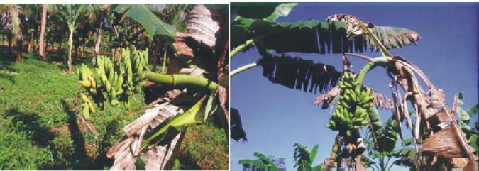 Doenças da bananeira Foto: Neuza Campelo igatokanegra É a doença mais grave da bananeira, causada pelo fungo Mycosphaerella fijiensis.