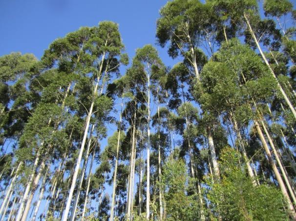 3,5 Eucalyptus: +4,6%/year Produção Sustentada Potencial: 170-200 millhões m3/year 3 2 1,8