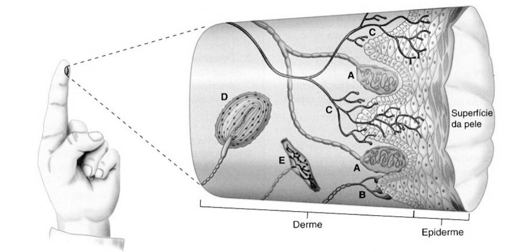 A = Corpúsculo de Meissner = mecanorreceptor. Responsável pela sensibilidade de formas e volumes. B = Discos de Merkel = mecanorreceptores. Responsáveis pela detecção de toques leves e pressão suave.