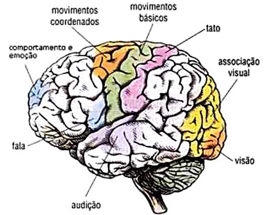 Sistema Nervoso 3) Sistema nervoso central (SNC) a) Encéfalo I) Cérebro Funções: o Sensações o Atos