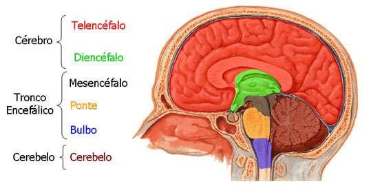 Telencéfalo - maior parte do encéfalo.