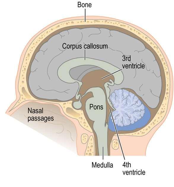 O TELENCÉFALO O telencéfalo ou cérebro é dividido em 2 hemisférios cerebrais bastante desenvolvidos.