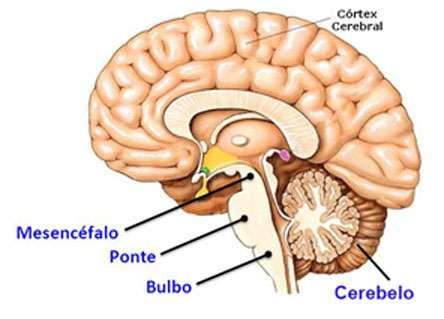 DIVISÃO DO SISTEMA NERVOSO Cerebelo A palavra cerebelo vem do latim para "pequeno cérebro, é o centro do equilíbrio, coordena as