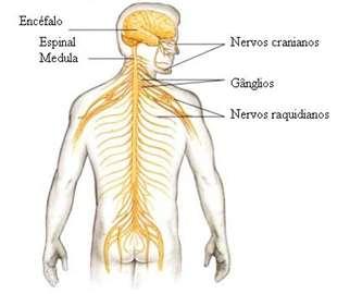DIVISÃO DO SISTEMA NERVOSO Medula raquidiana responsável pelos atos reflexos (sede do arco reflexo). Dela saem 31 pares de nervos raquidianos (espinhais).